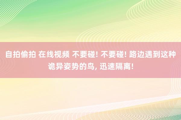 自拍偷拍 在线视频 不要碰! 不要碰! 路边遇到这种诡异姿势的鸟, 迅速隔离!